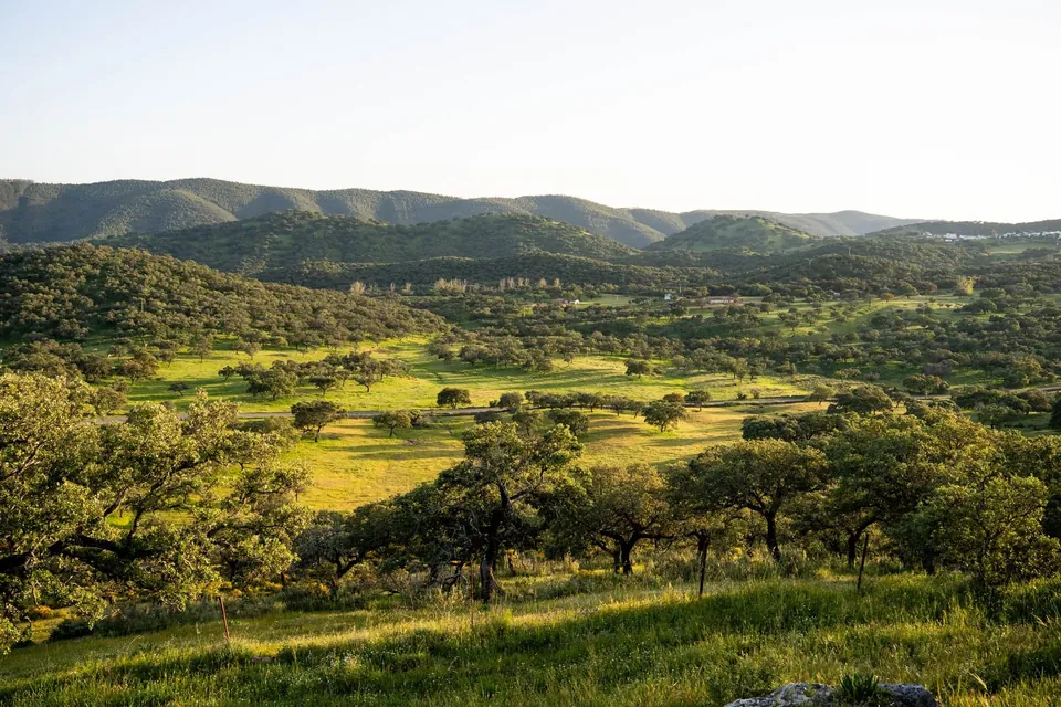 Paisaje de dehesa con encinas a la luz dorada de la tarde