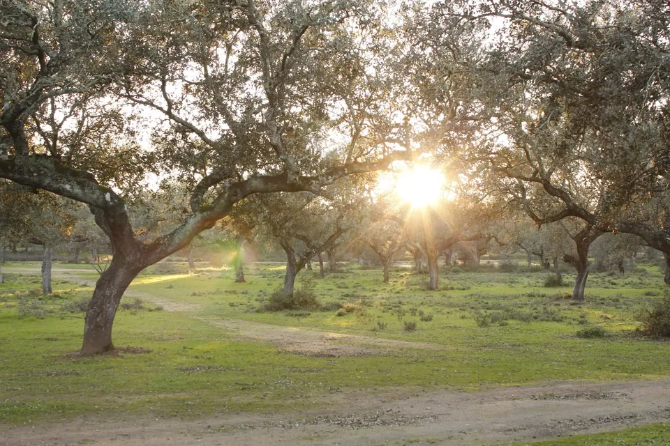 Evening sun through the holm oaks of the dehesa