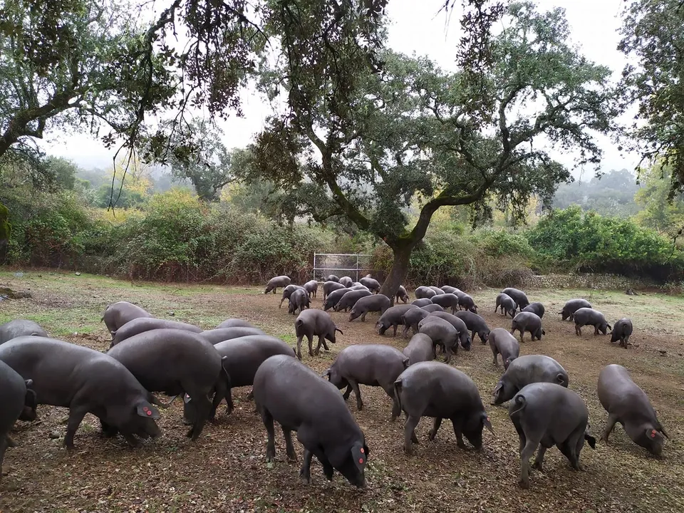 Piara de cerdos ibéricos negros bajo una encina entre la niebla